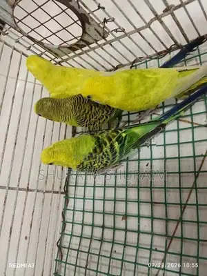 Love Birds