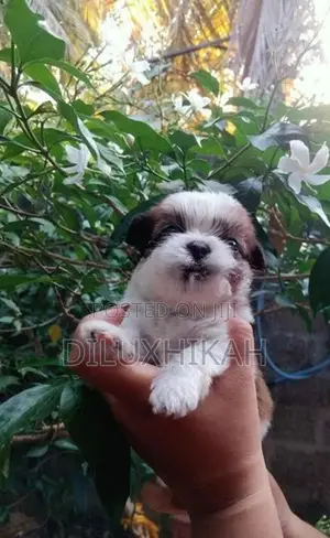 ShihTzu Puppies