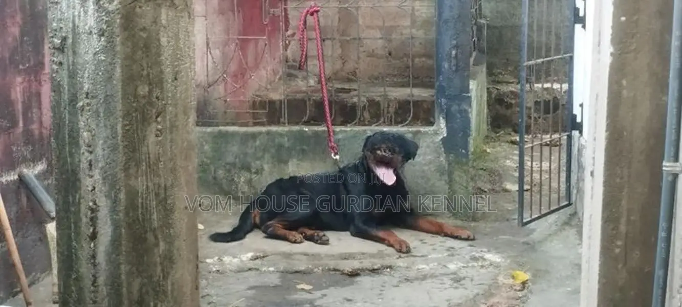 Rottweiler Male