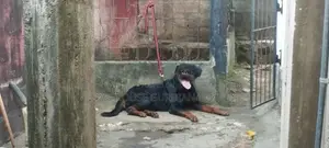 Rottweiler Male