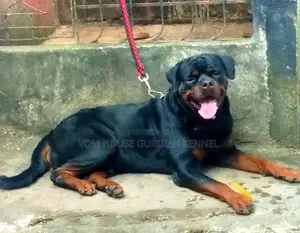 Rottweiler Female Puppy