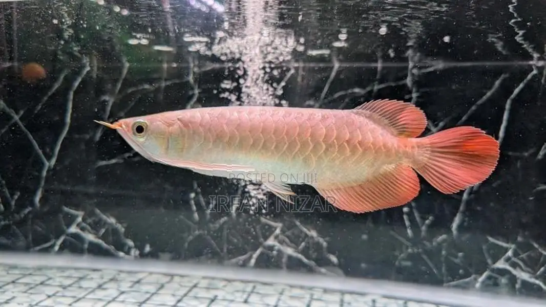Super Red Arowana