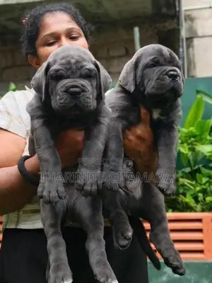 Cane Corso Puppies