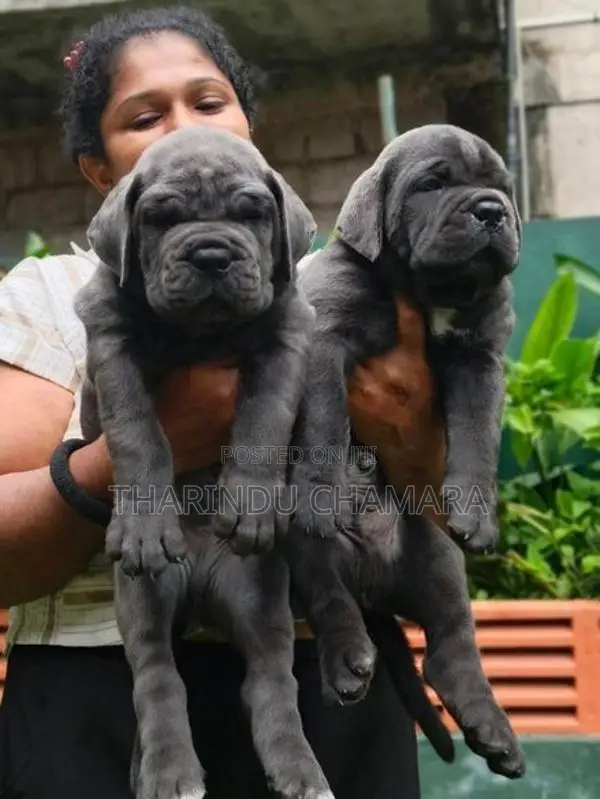 Cane Corso Puppies