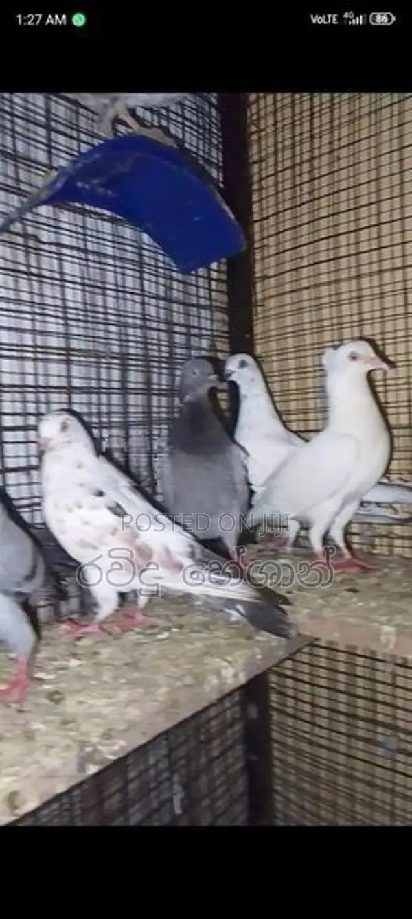 Pigeons