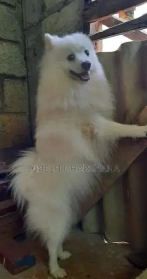 Pomaneriyan Japanese Spitz Puppies
