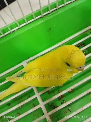 Love Birds