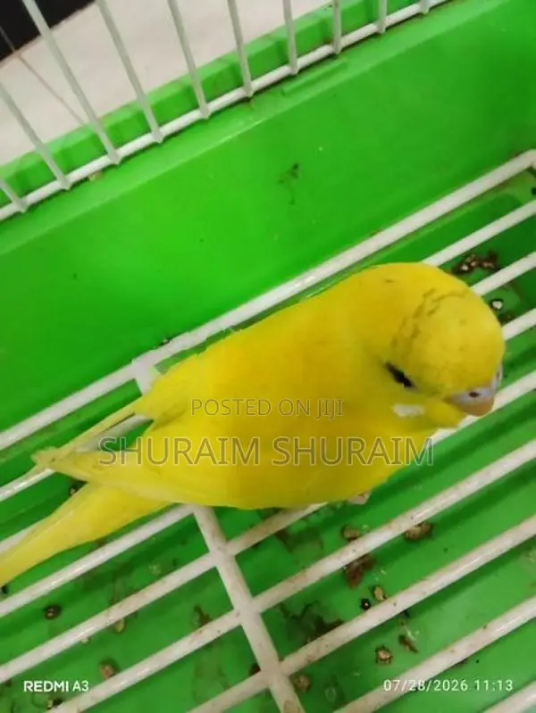 Love Birds