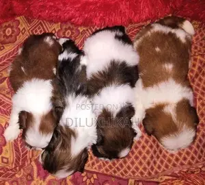 ShihTzu Puppies
