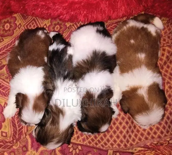 ShihTzu Puppies