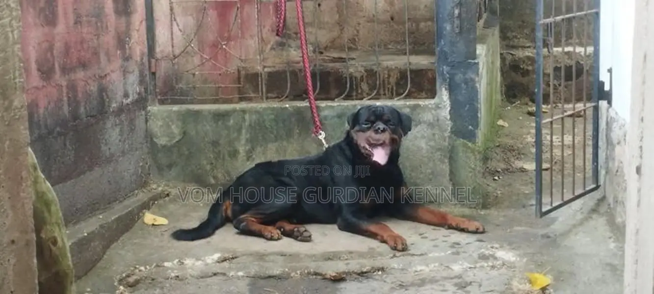 Rottweiler Male