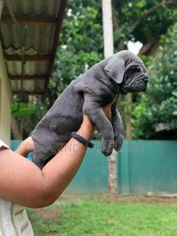 Cane Corso Puppies