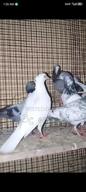 Pigeons