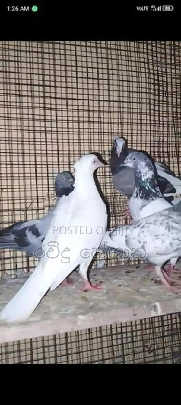 Pigeons