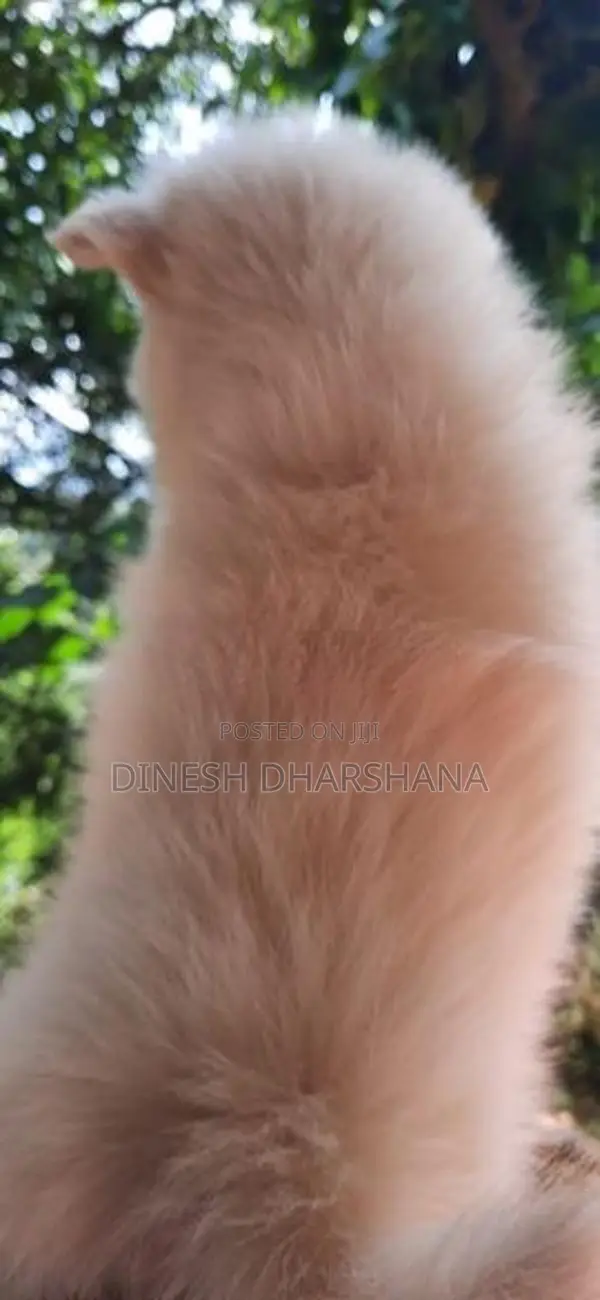 Pomaneriyan Japanese Spitz Puppies