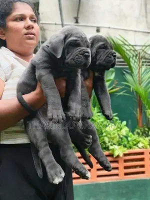 Cane Corso Puppies