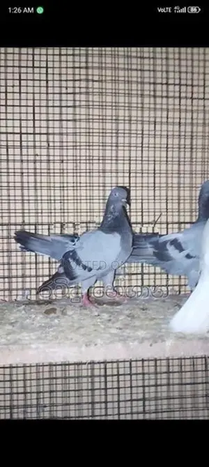 Pigeons
