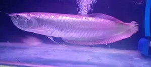 Silver Arowana