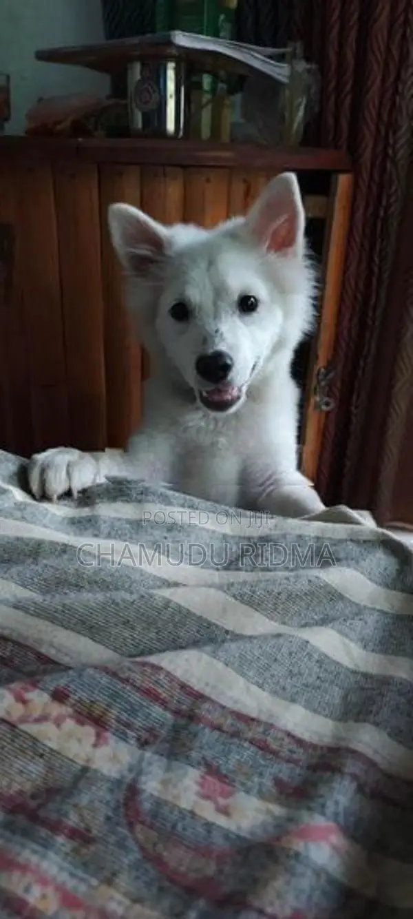 Pomeranian Puppy