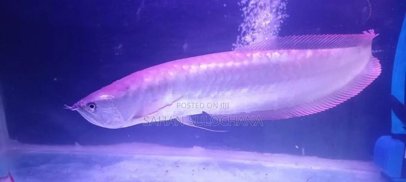 Silver Arowana