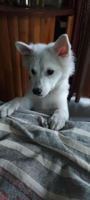 Pomeranian Puppy
