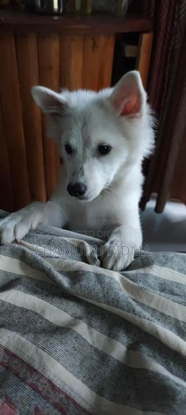 Pomeranian Puppy