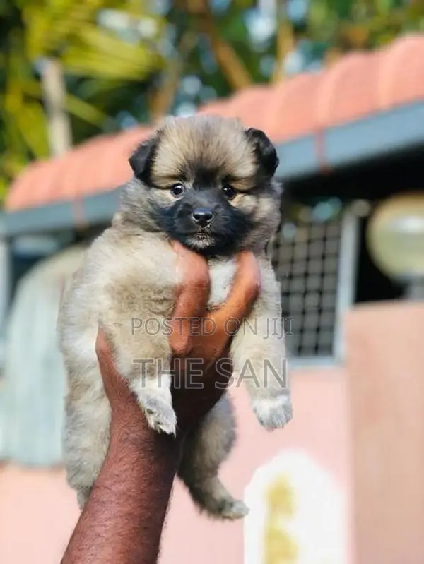Lion Pomeranian