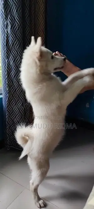 Pomeranian Puppy