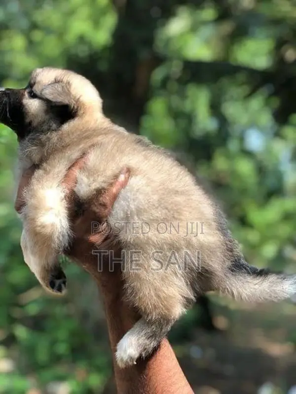 Lion Pomeranian