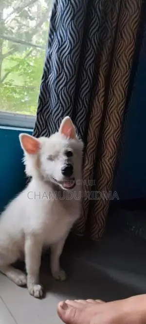 Pomeranian Puppy