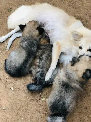 Lion Pomeranian