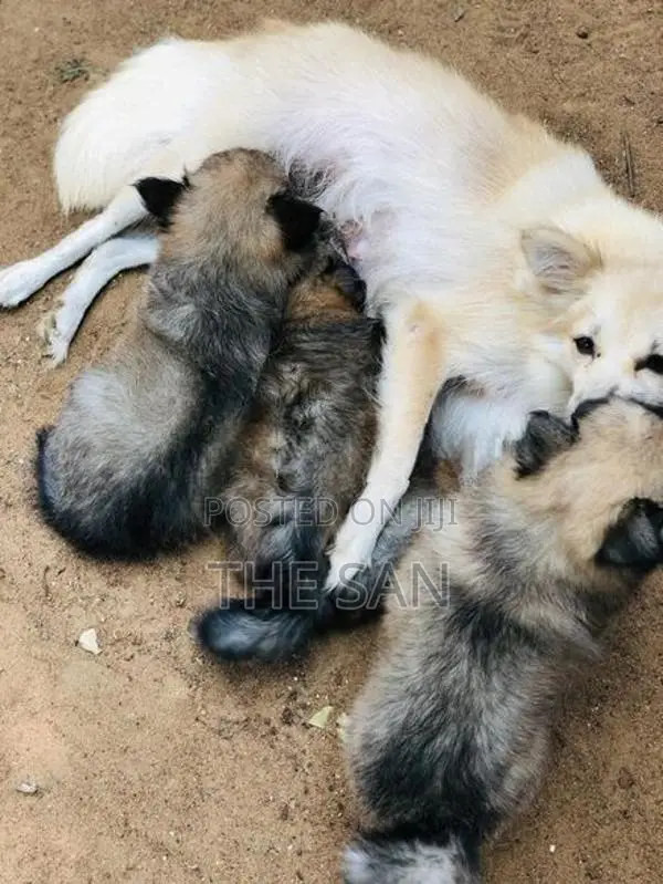 Lion Pomeranian