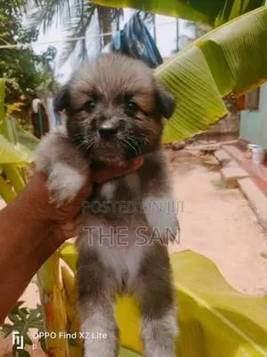 Lion Pomeranian