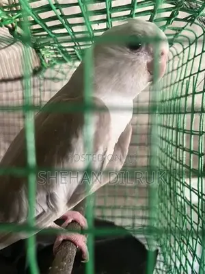 Cockatiel Bird