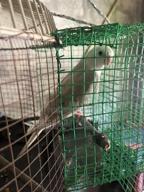 Cockatiel Bird