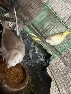 Cockatiel Bird