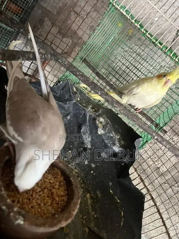Cockatiel Bird