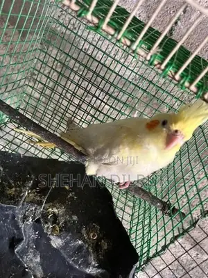 Cockatiel Bird