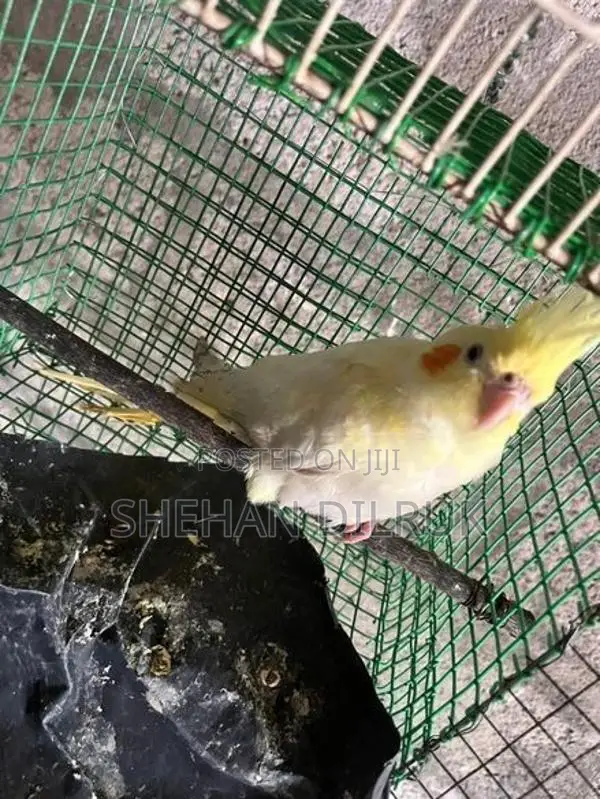 Cockatiel Bird