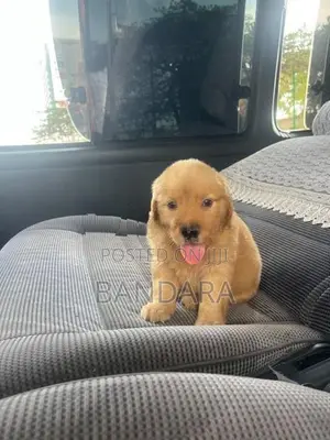 golden retriever