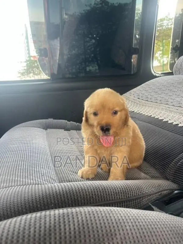 golden retriever