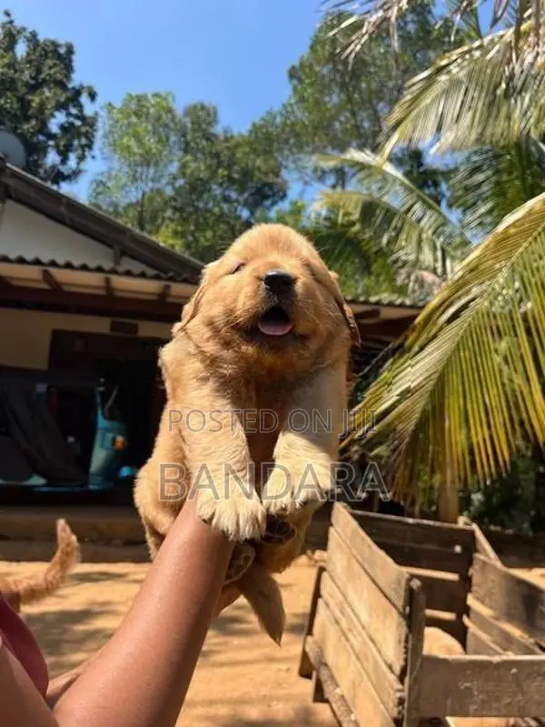 golden retriever