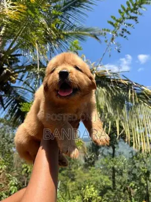 golden retriever