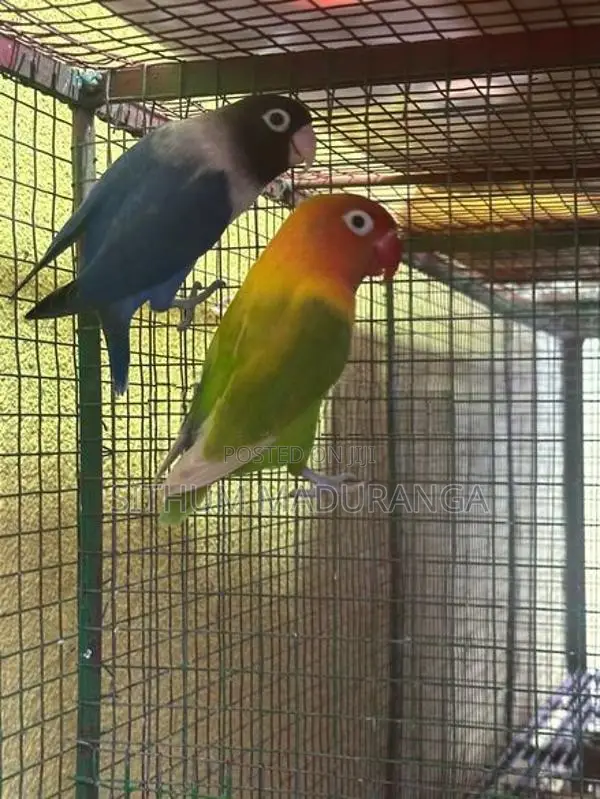 African Love Bird