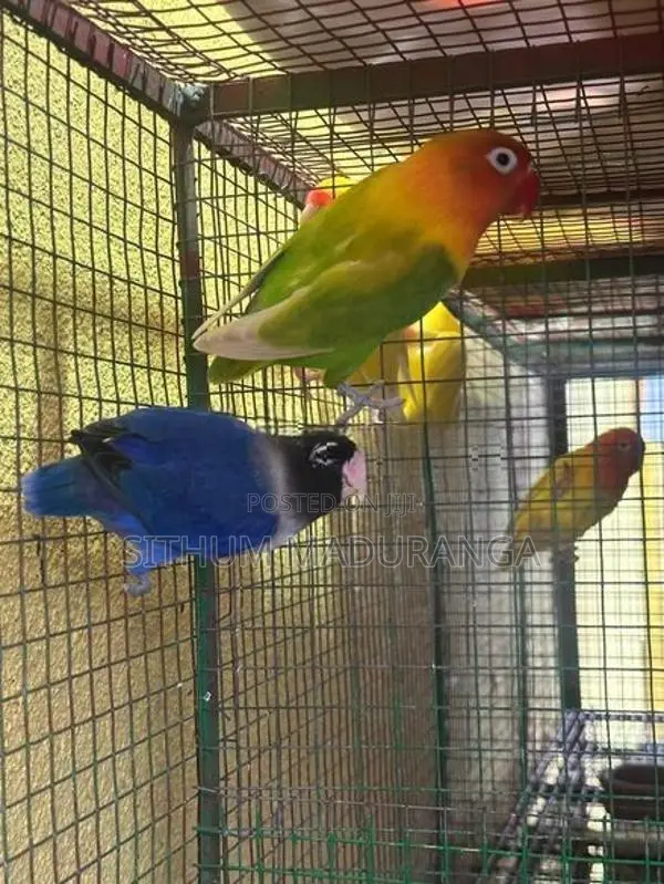 African Love Bird