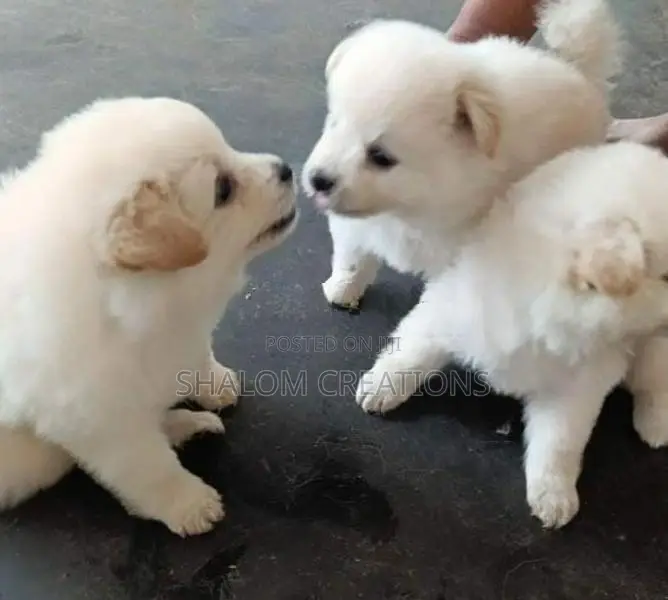 pomeranian puppies