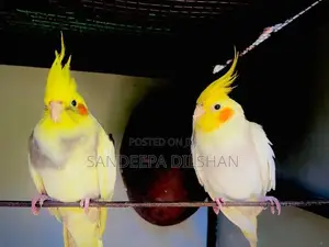Cockatiel Birds