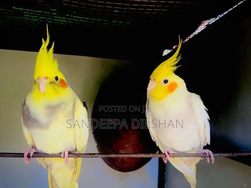 Cockatiel Birds