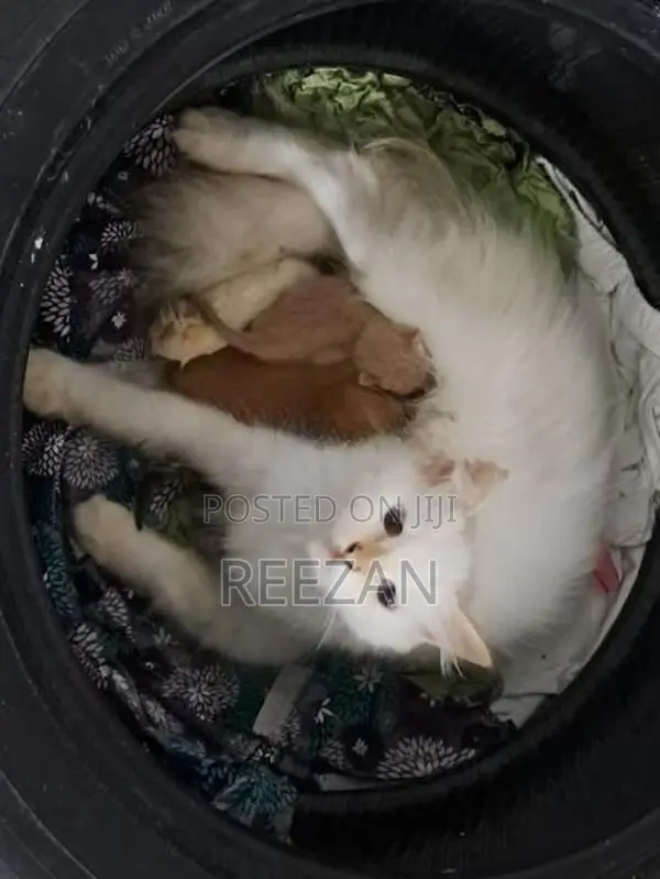 Persian Cat