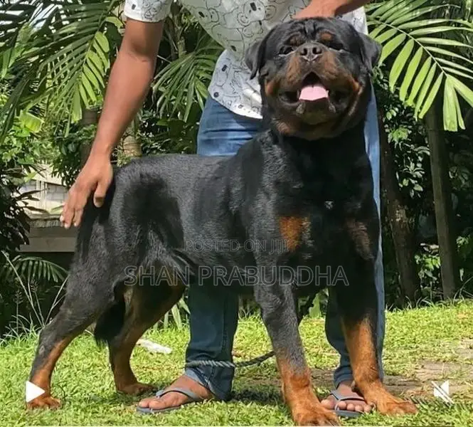 Rottweiler Crossing